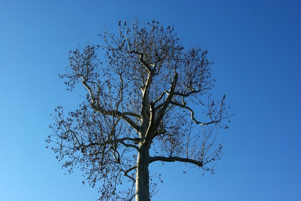 Arboretum de Chatenay Hiver