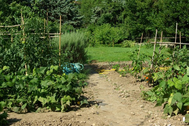 Le potager