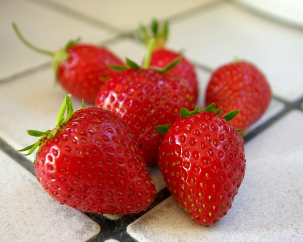 Premières fraises