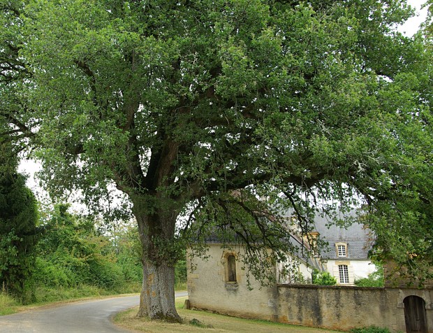 L'arbre