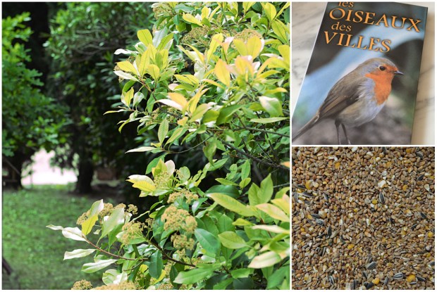 Oiseaux du jardin