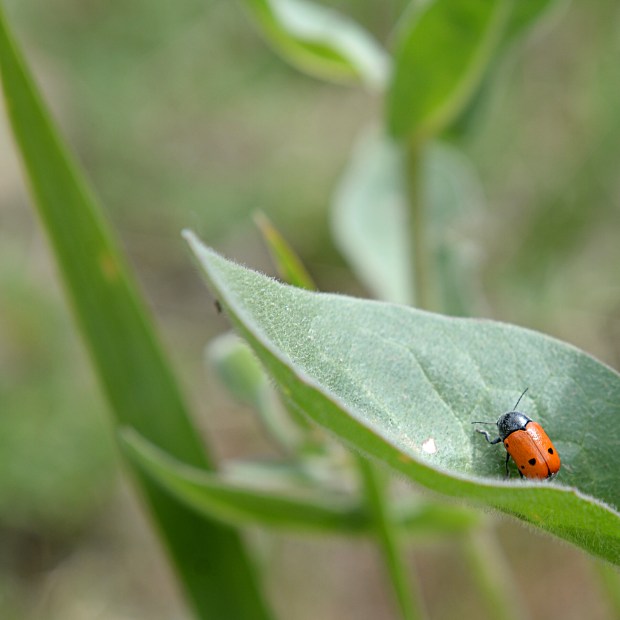 Bestiole rouge