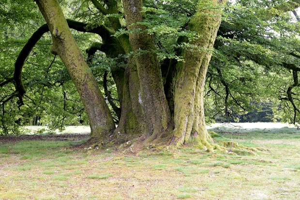 Les hêtres majestueux