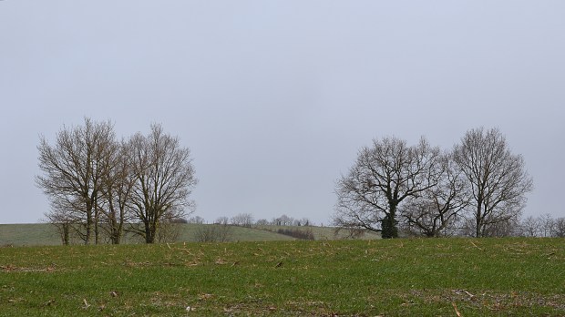 L'hiver et les arbres