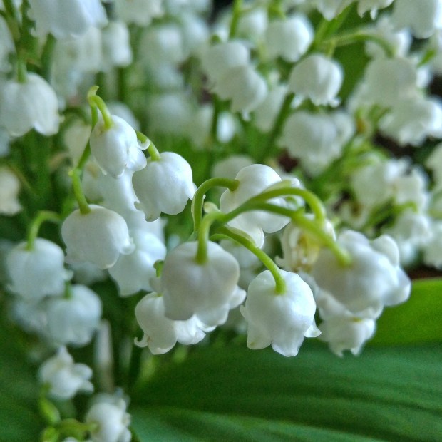 Le muguet