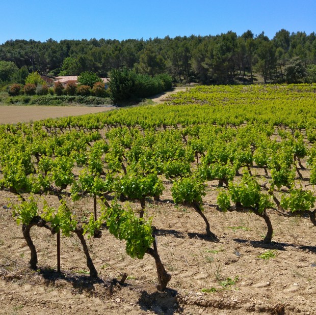 Les vignes